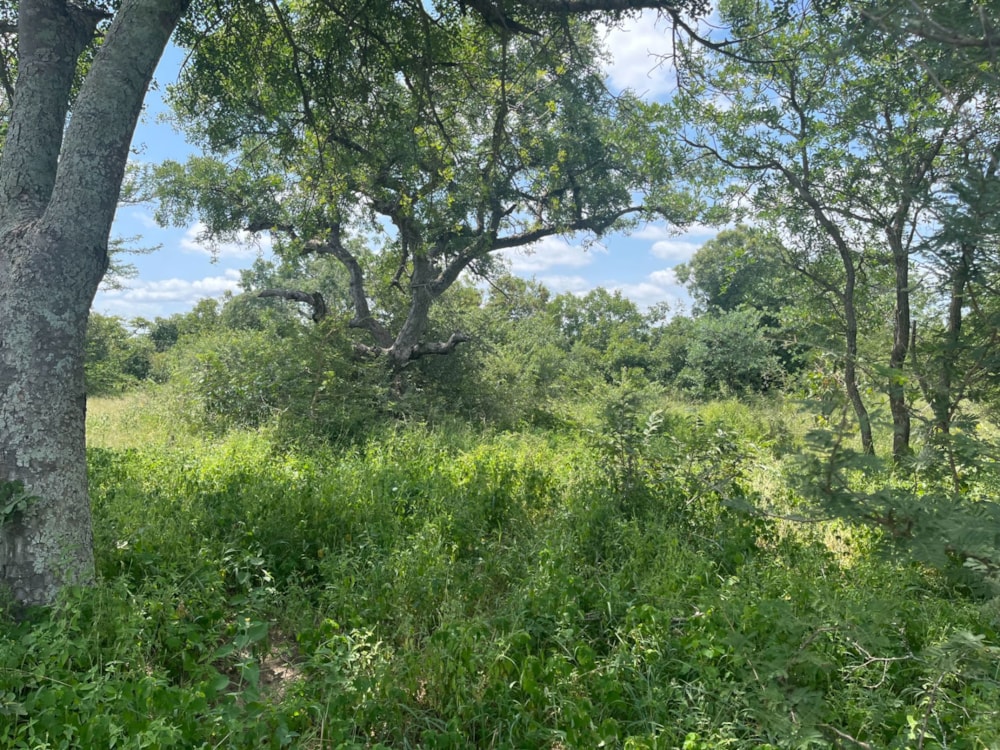 Vacant land for sale in Moditlo Nature Reserve - 1HS1693214