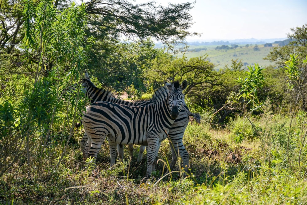 House for sale in Manderston, Camperdown - 1PM1677616