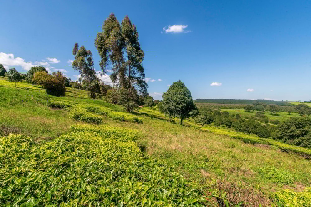 Vacant land sold in Tigoni, Kenya - 3KE1680968 Vacant land sold in Tigoni, Kenya - 3KE1680968