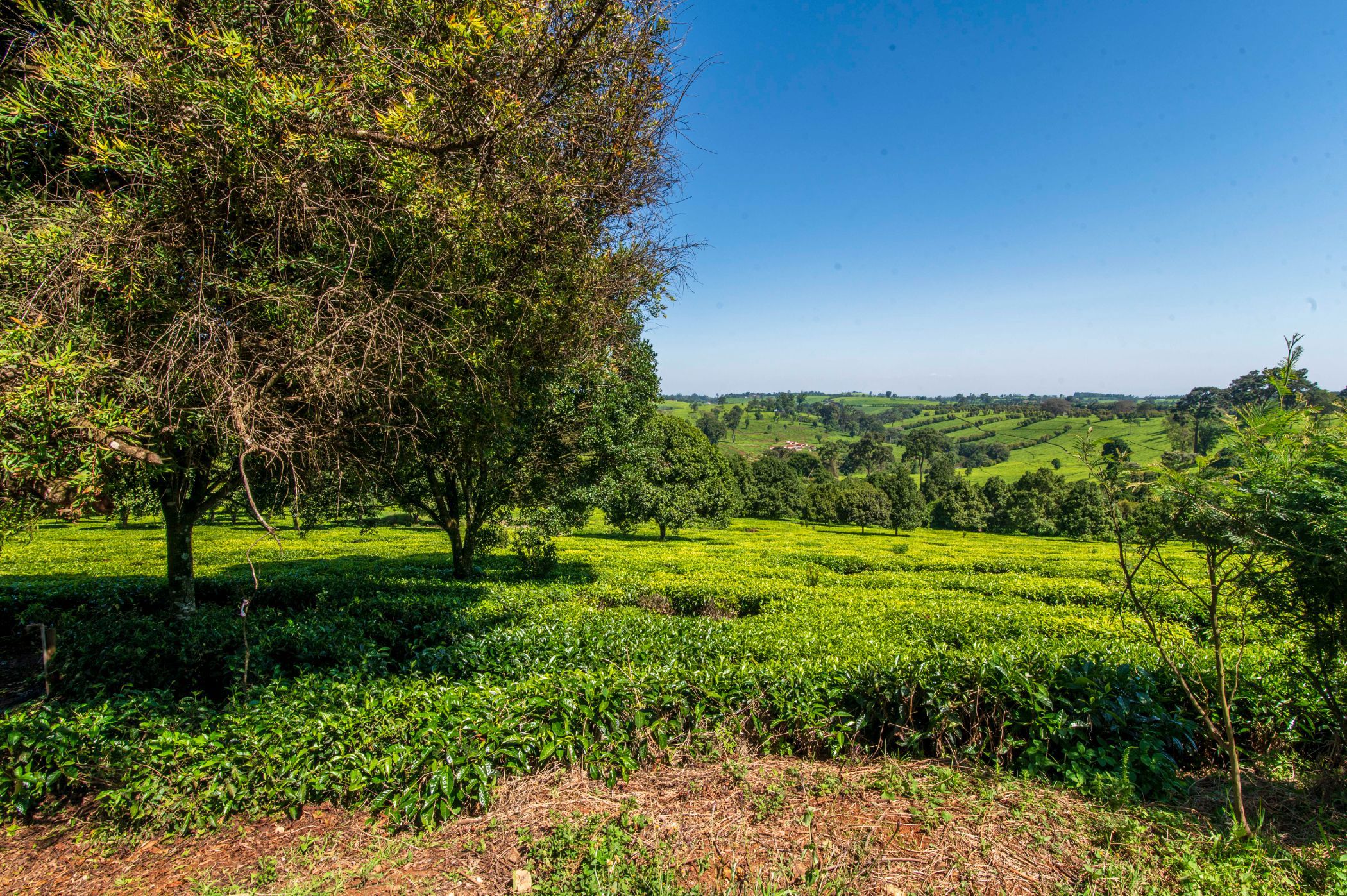 Vacant land sold in Tigoni, Kenya - 3KE1680968