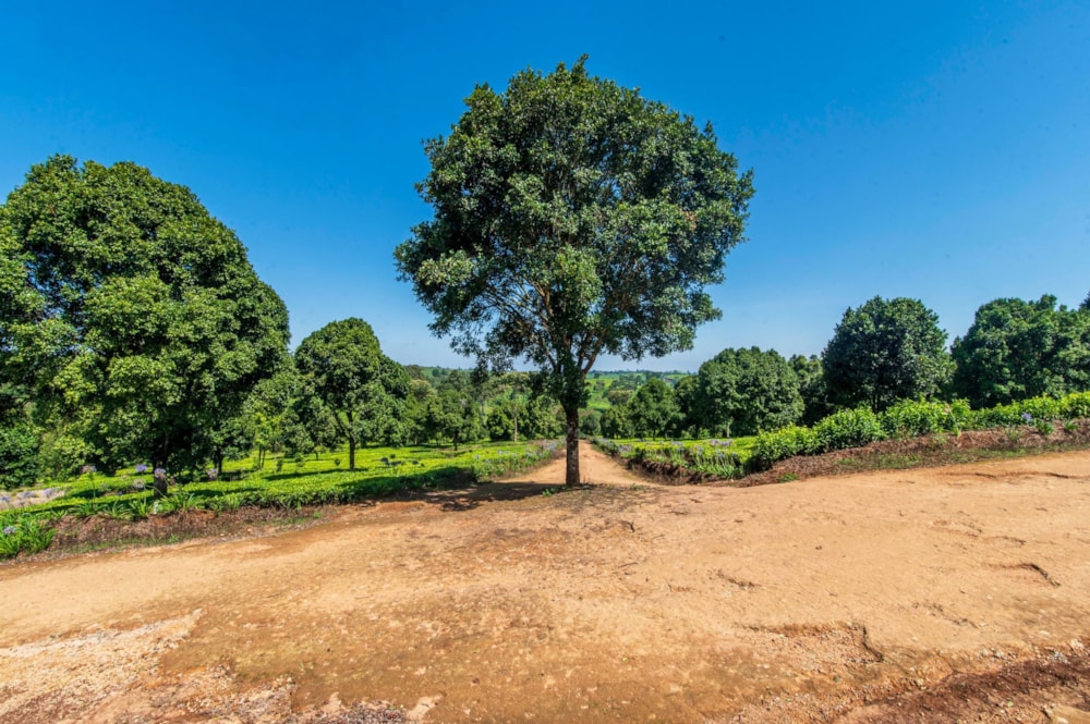 Vacant land sold in Tigoni, Kenya - 3KE1680968 Vacant land sold in Tigoni, Kenya - 3KE1680968