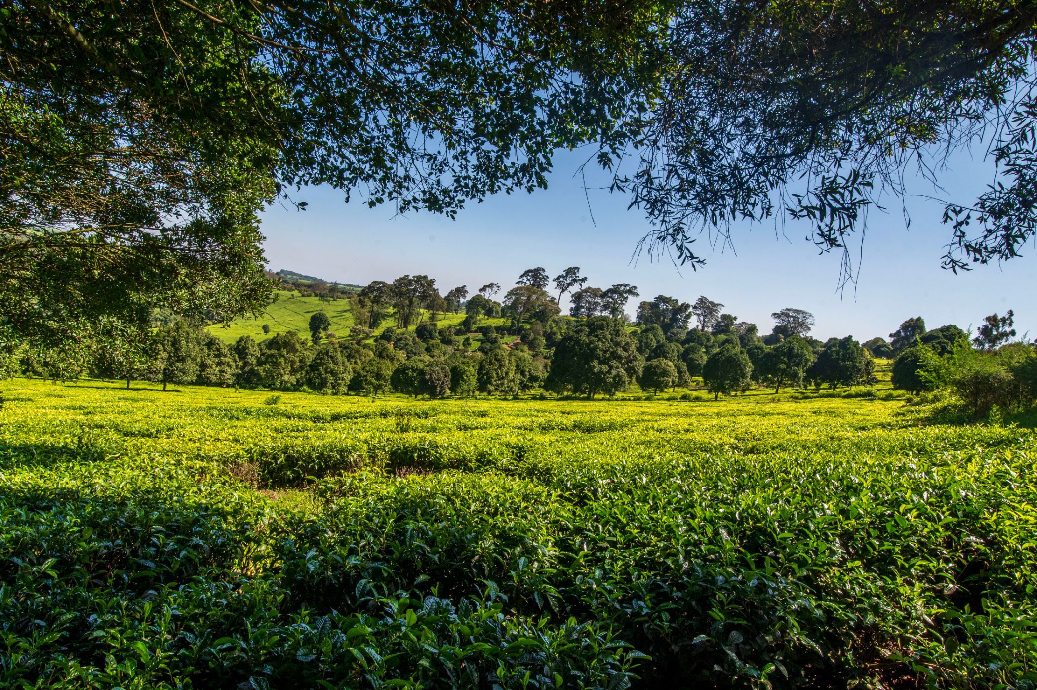 Vacant land sold in Tigoni, Kenya - 3KE1681236