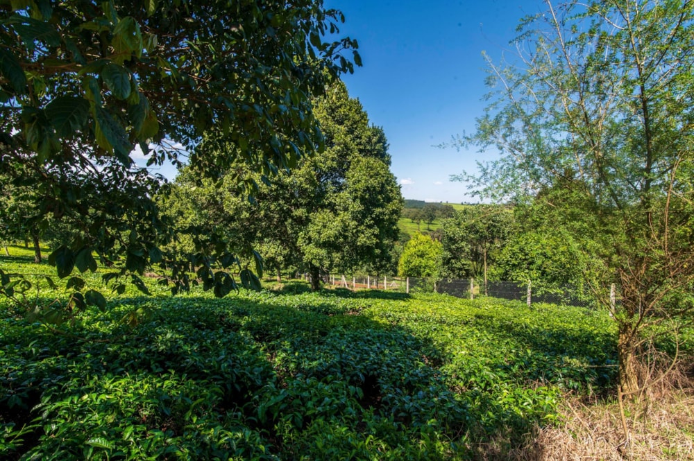 Vacant land sold in Tigoni, Kenya - 3KE1681236 Vacant land sold in Tigoni, Kenya - 3KE1681236