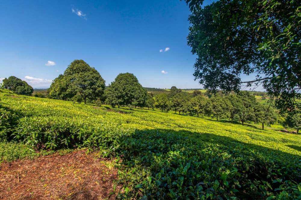 Vacant land sold in Tigoni, Kenya - 3KE1681236 Vacant land sold in Tigoni, Kenya - 3KE1681236