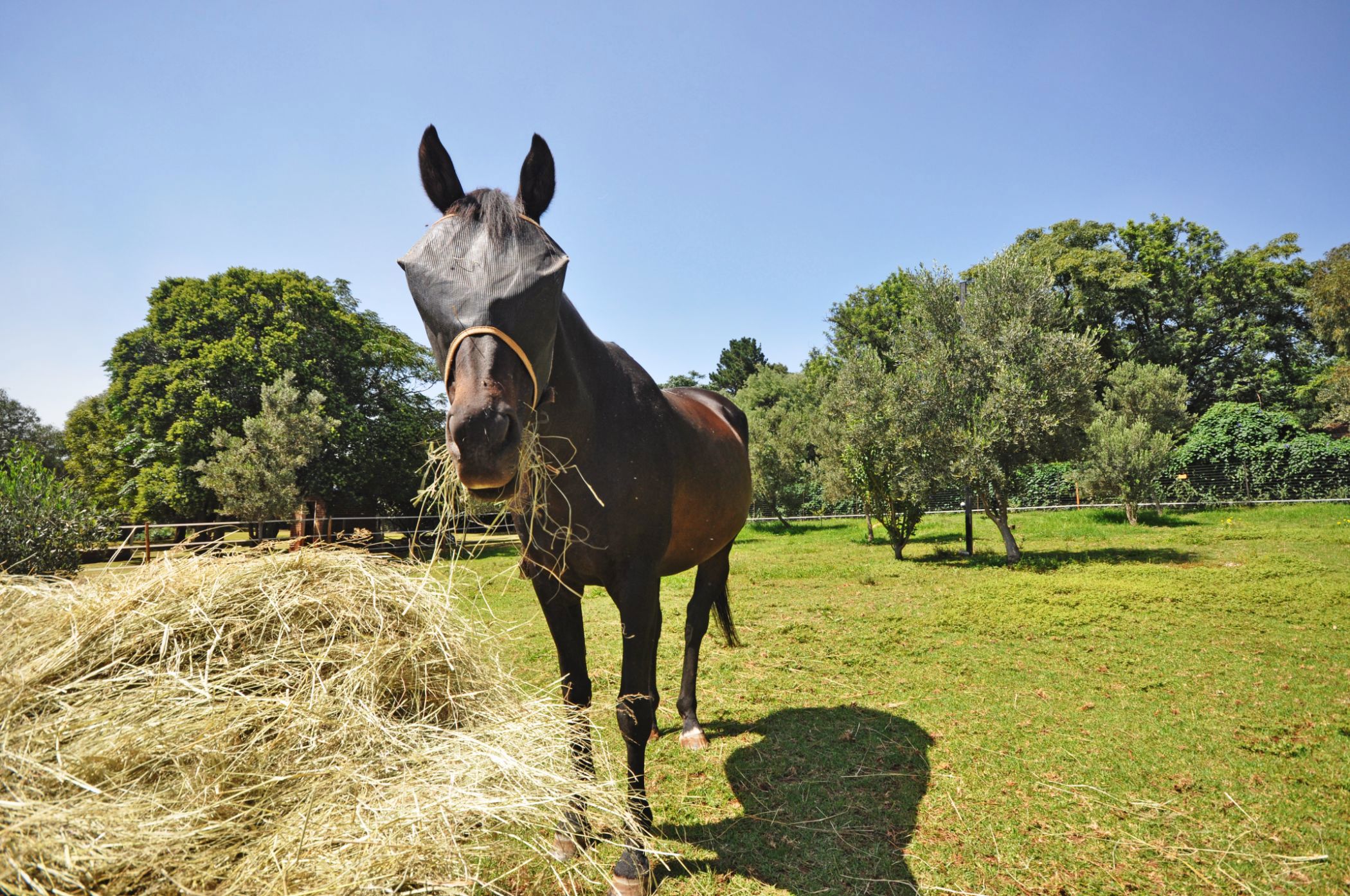 Smallholding for sale in Walkerville - 1VT1685344