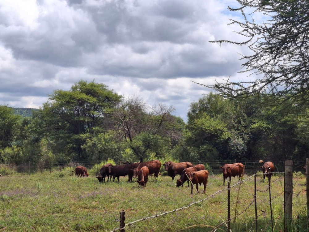 Livestock farm for sale in Groot Marico - 1RU1692773 Livestock farm for sale in Groot Marico - 1RU1692773
