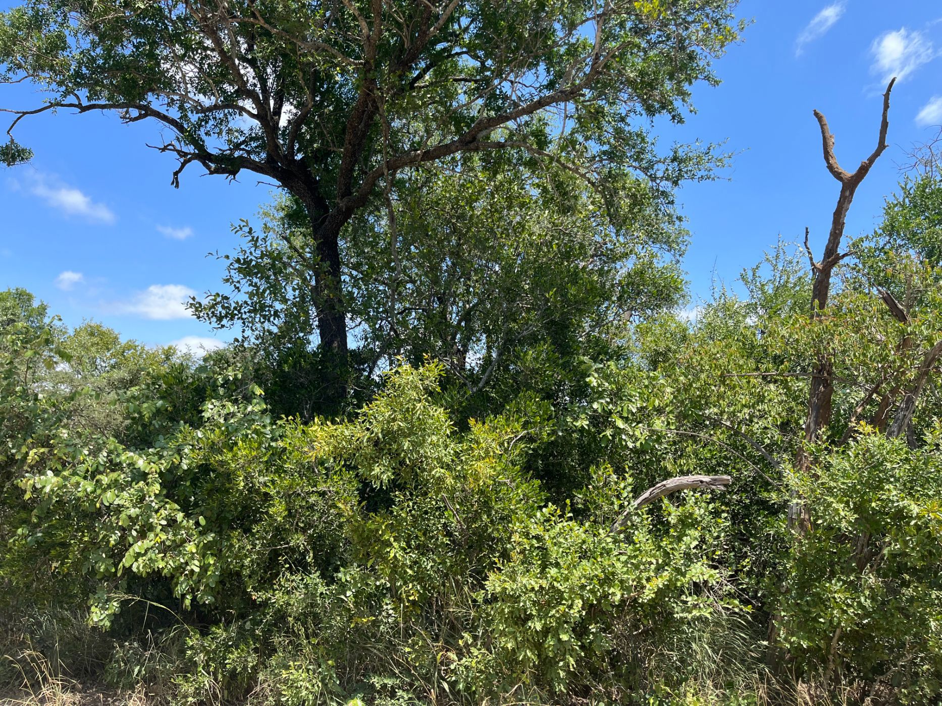 Vacant land for sale in Moditlo Nature Reserve - 1HS1693218