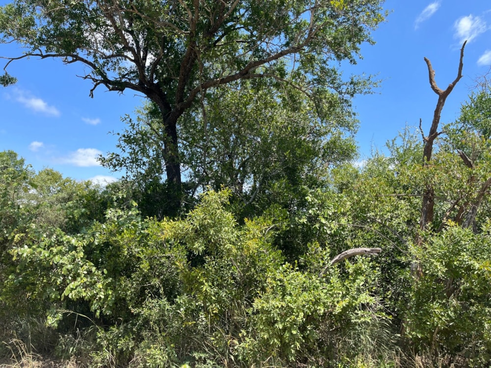 Vacant land for sale in Moditlo Nature Reserve - 1HS1693218