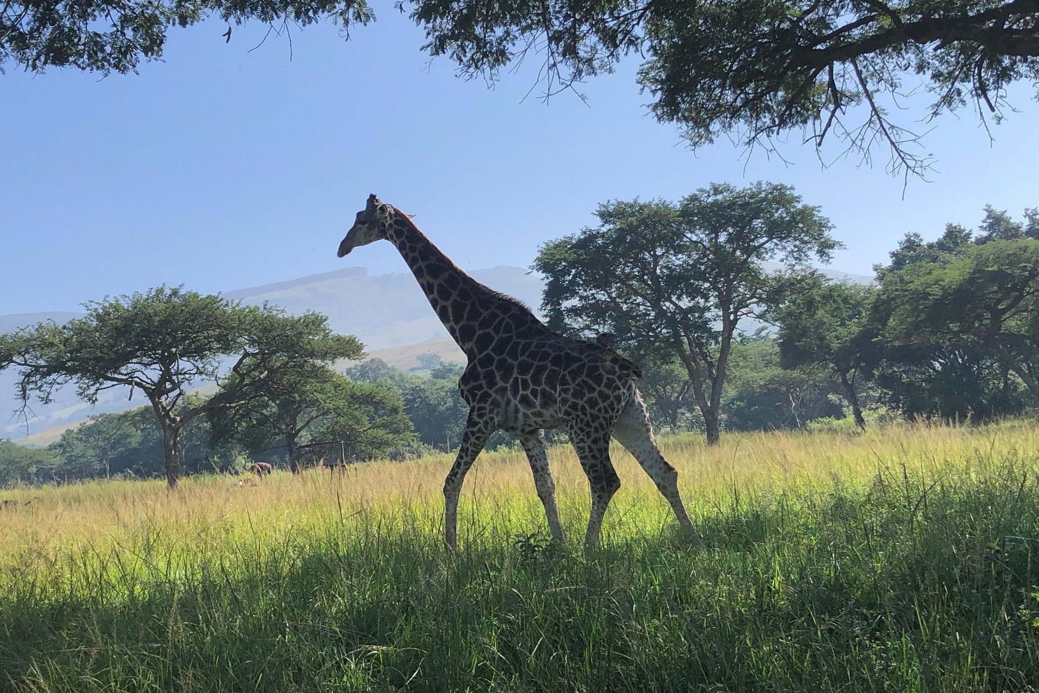 Mixed use farm for sale in Mbombela Rural (Nelspruit Rural) - 1NS1693452