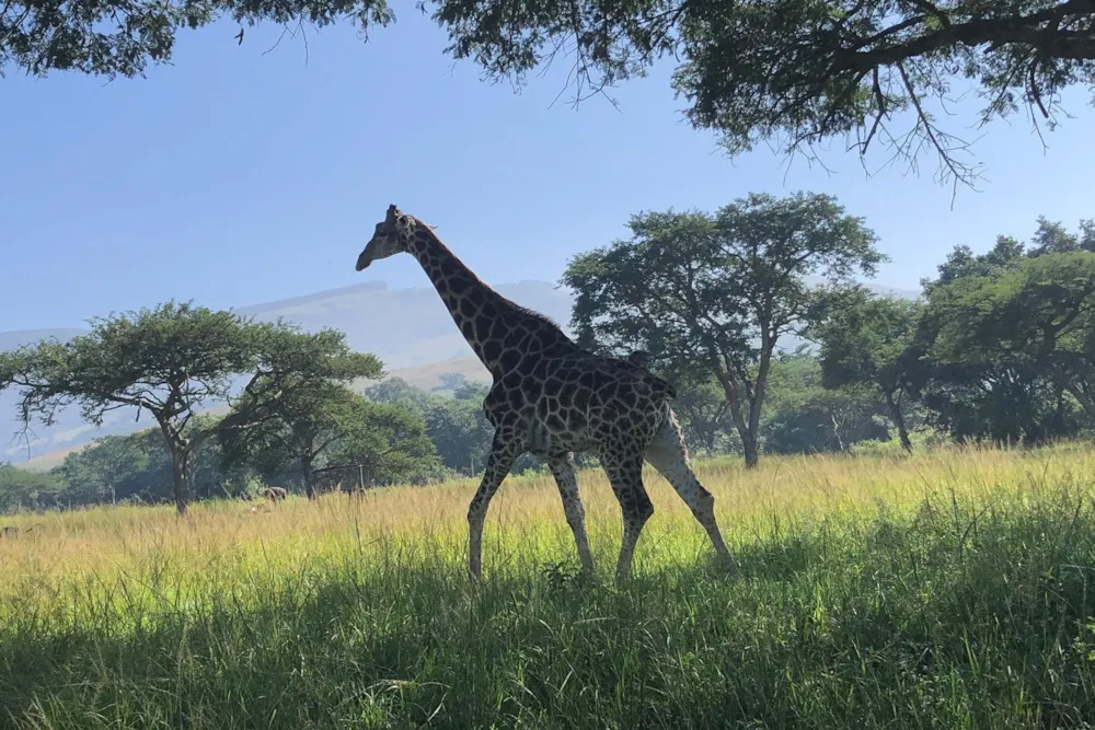 Mixed use farm for sale in Mbombela Rural (Nelspruit Rural) - 1NS1693452