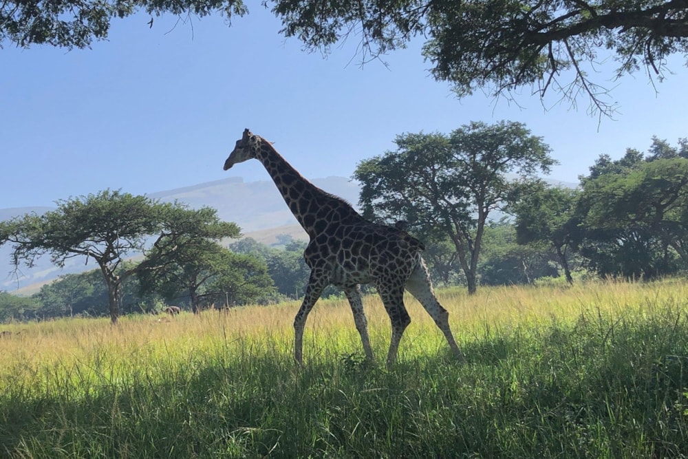 Mixed use farm for sale in Mbombela Rural (Nelspruit Rural) - 1NS1693452 Mixed use farm for sale in Mbombela Rural (Nelspruit Rural) - 1NS1693452