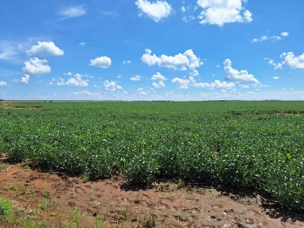 Aquaculture farm for sale in Schweizer-Reneke - 1KJ1693468 Aquaculture farm for sale in Schweizer-Reneke - 1KJ1693468