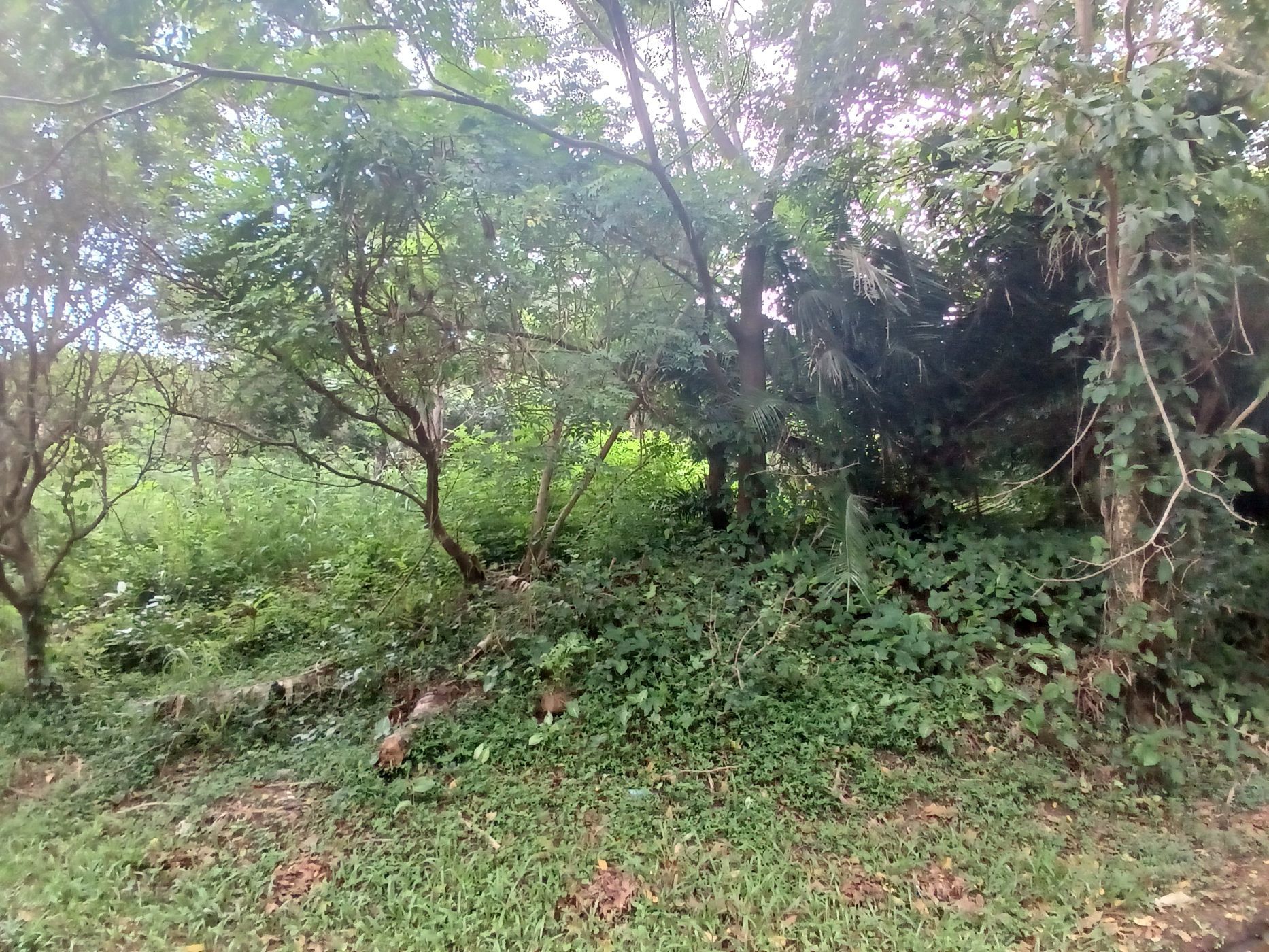 Vacant land for sale in Uvongo - 1PSH1693524