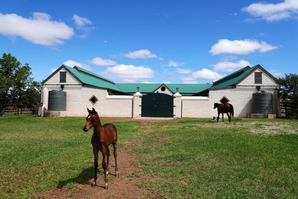 Breeding farm for sale in Graaff-Reinet Rural - 1KK1695073
