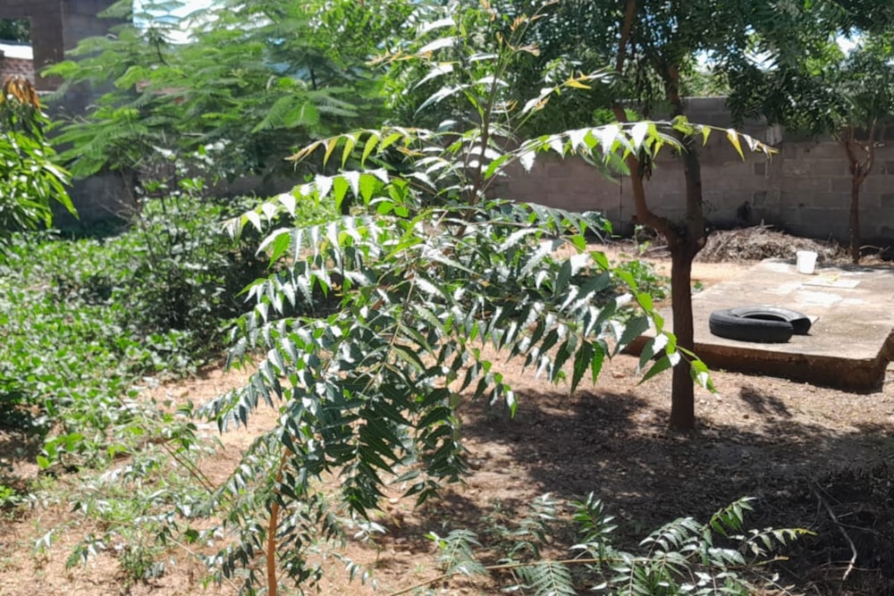 Vacant land for investment in Tete, Tete, Mozambique - 3MQ1694442