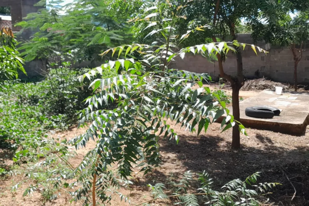 Vacant land for investment in Tete, Tete, Mozambique - 3MQ1694442 Vacant land for investment in Tete, Tete, Mozambique - 3MQ1694442