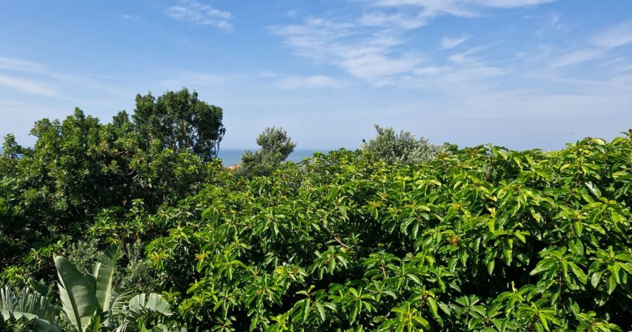 Residential vacant land for sale in Zimbali Estate - 1BD1695972