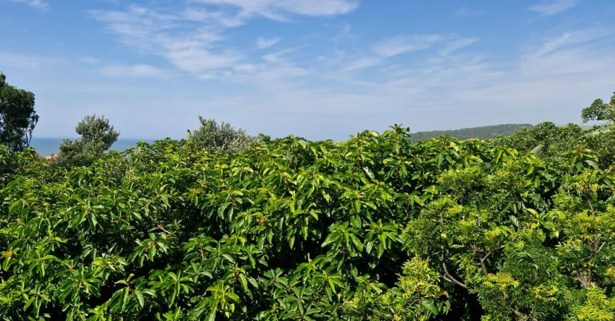 Residential vacant land for sale in Zimbali Estate - 1BD1695972