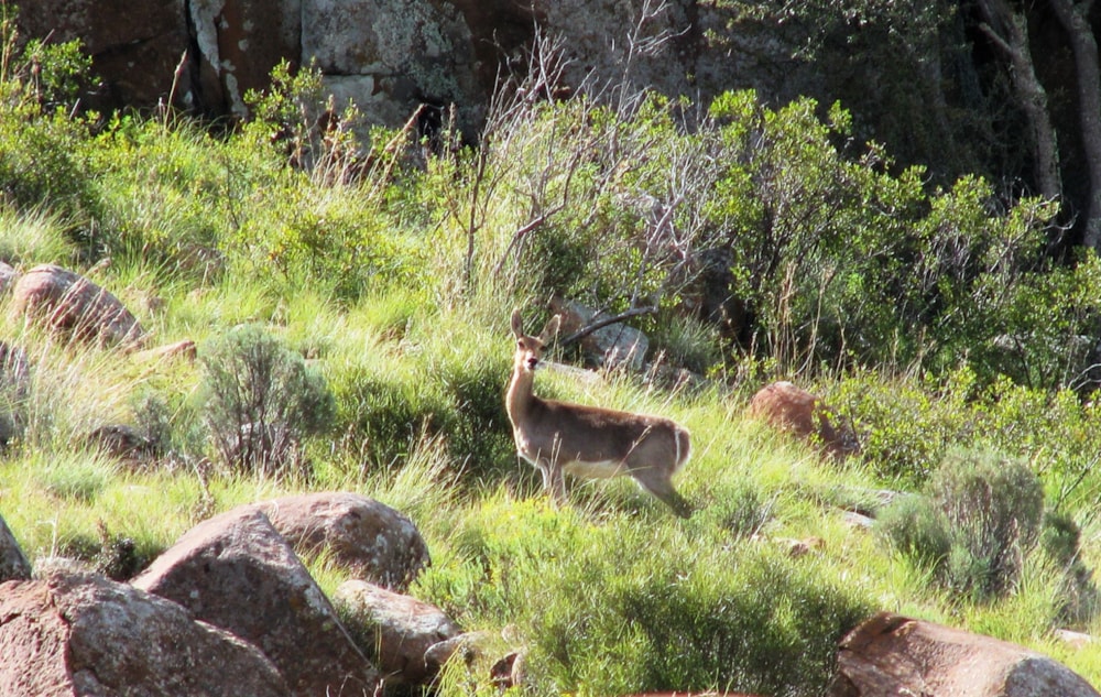 Livestock farm for sale in Graaff-Reinet Rural - 1KK1694769