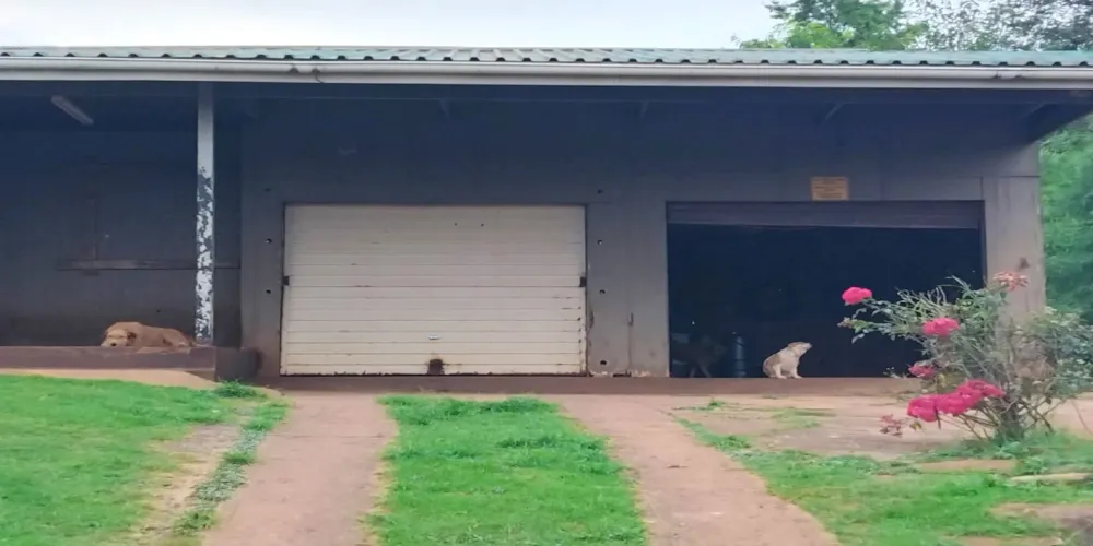 House for sale in Sabie - 1LY1695040