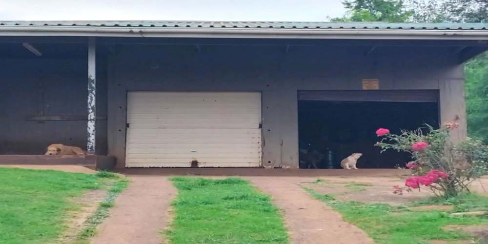House for sale in Sabie - 1LY1695040