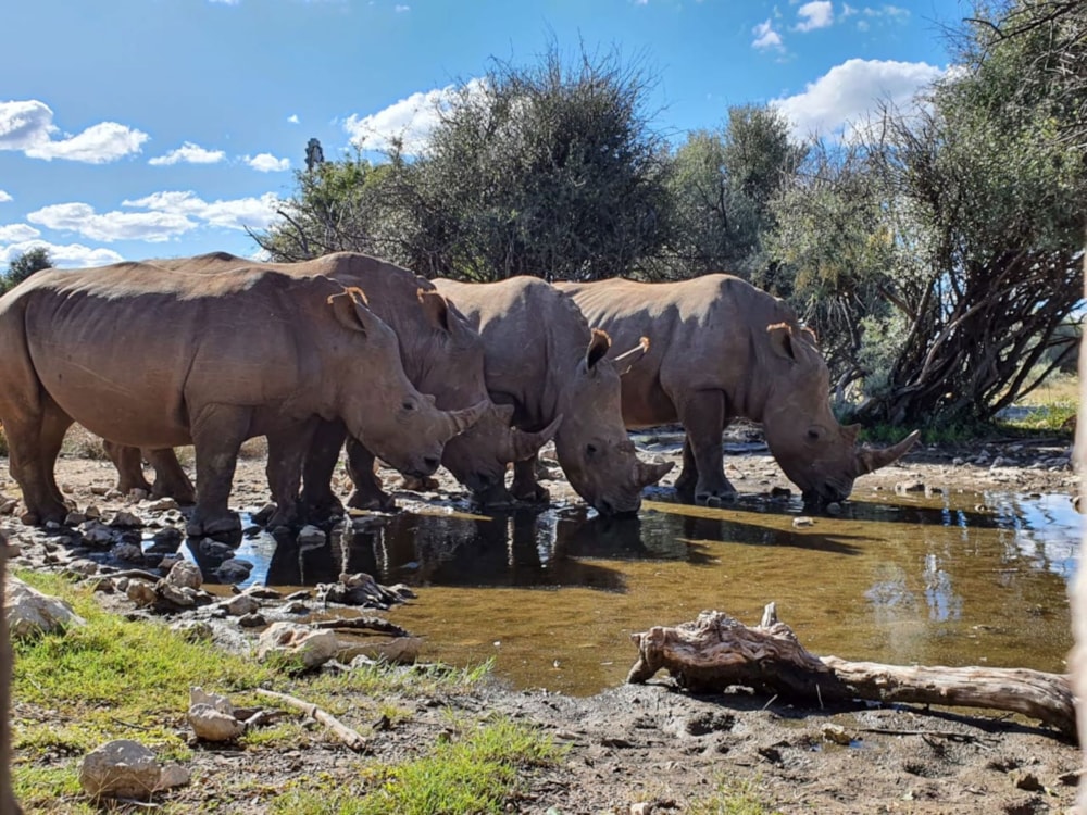 Game farm for sale in Danielskuil - 1RN1695133 Game farm for sale in Danielskuil - 1RN1695133