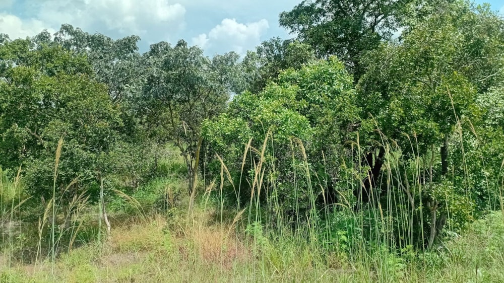 Vacant land for sale in Silverest, Zambia - 3ZA1695160