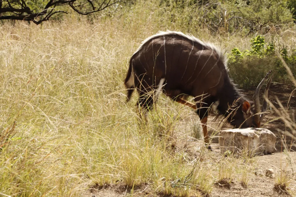 Game farm for sale in Lydenburg Rural (Mashishing Rural)  - 1LY1662011