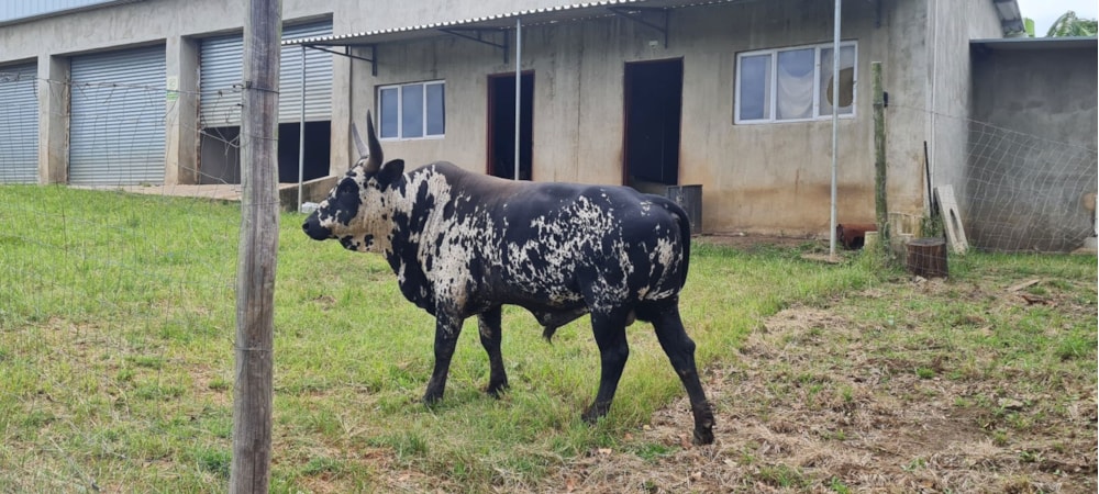 Smallholding for sale in Banners Rest - 1PD1696366