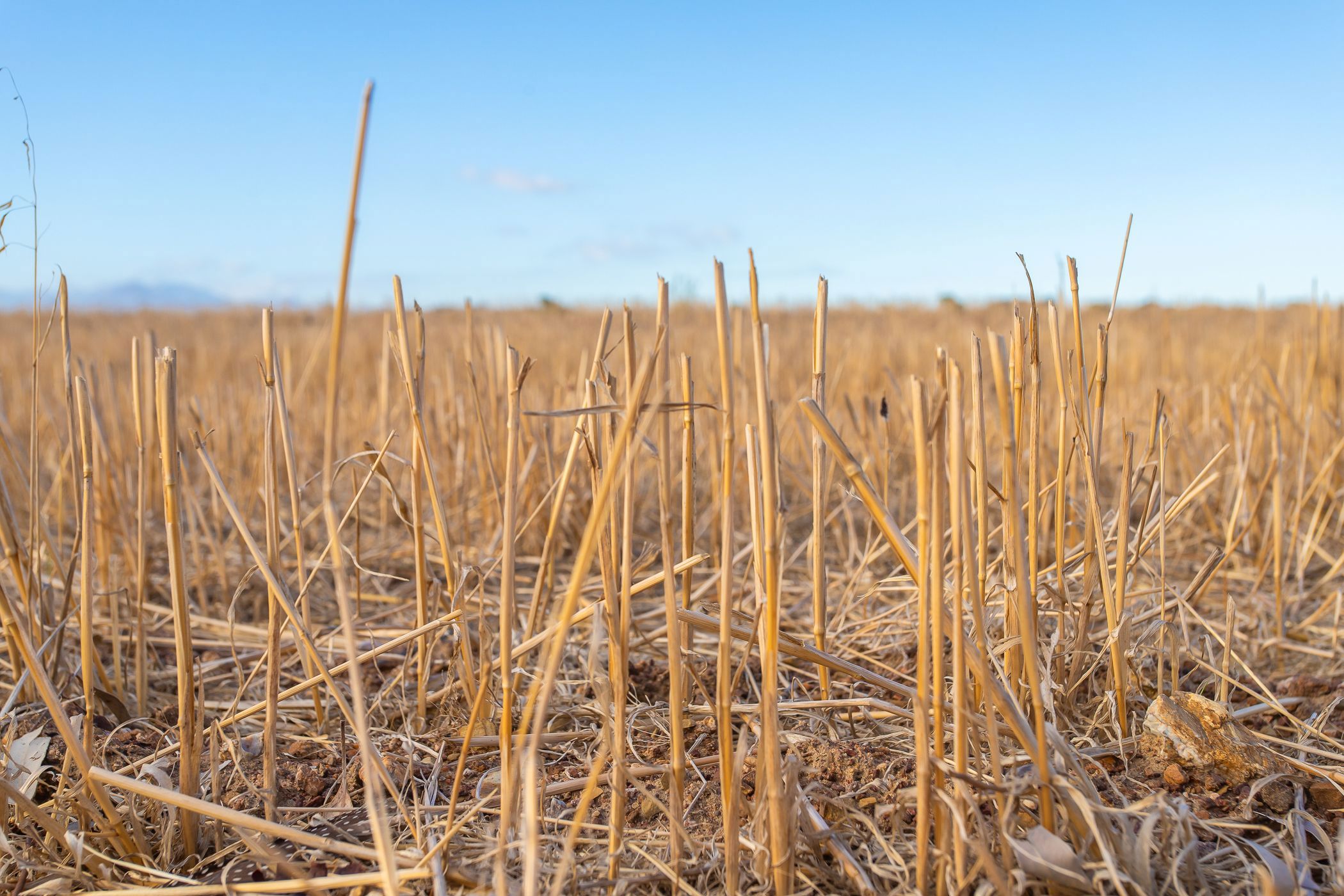 Crop farm for sale in Hermon - TK1696511