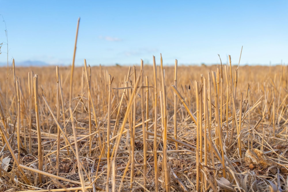 Crop farm for sale in Hermon - TK1696511 Crop farm for sale in Hermon - TK1696511