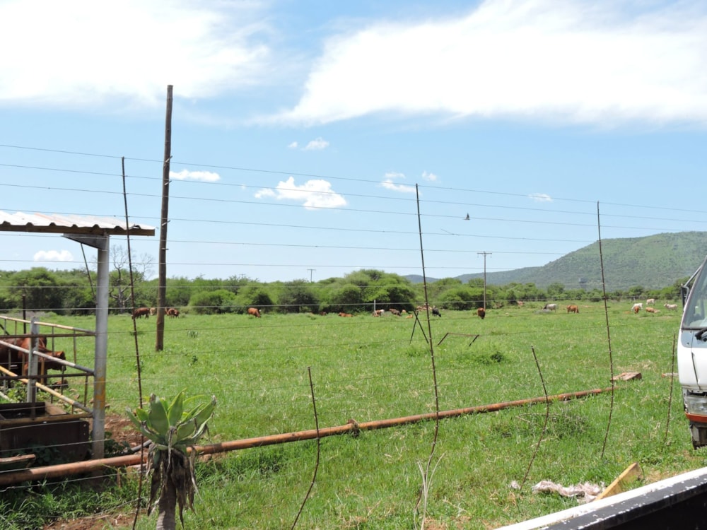 Game farm for sale in Groot Marico - 1RU1696936 Game farm for sale in Groot Marico - 1RU1696936