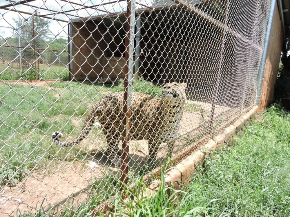 Game farm for sale in Groot Marico - 1RU1696936