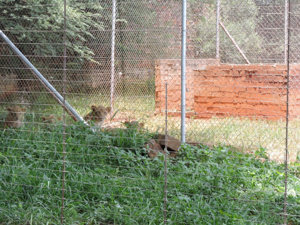 Game farm for sale in Groot Marico - 1RU1696936