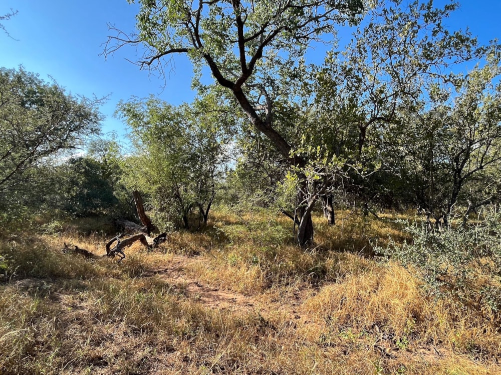 Vacant land for sale in Hoedspruit Wildlife Estate - 1HS1697245