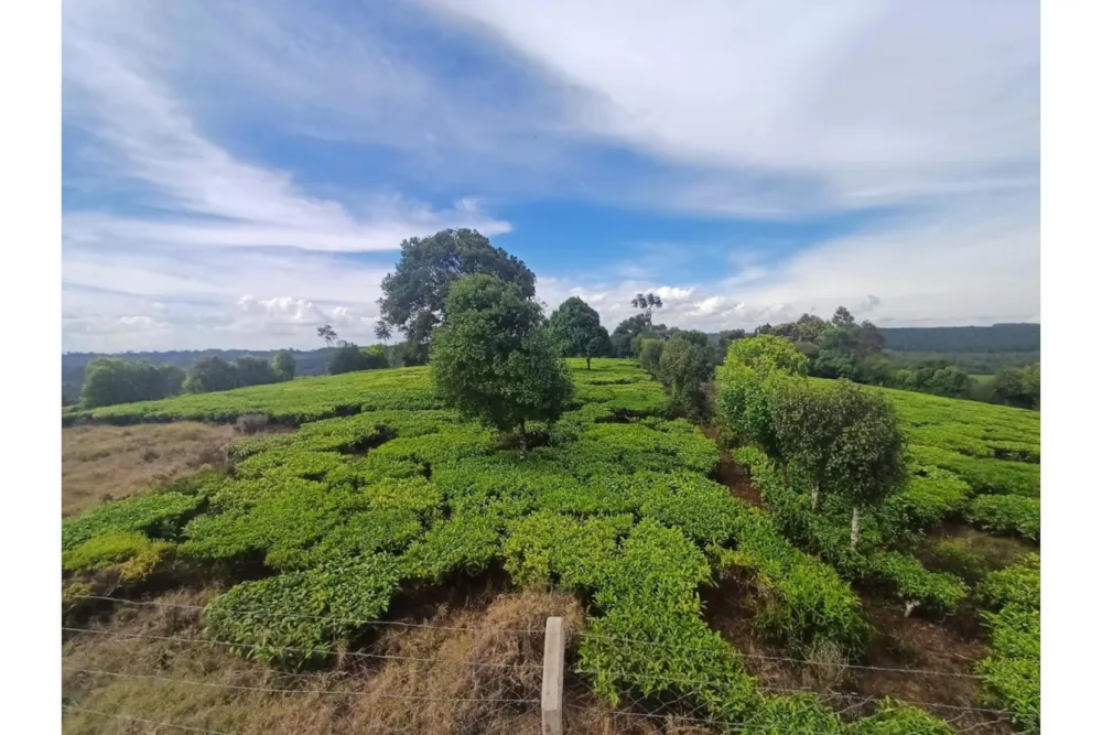 Farm vacant land sold in Tigoni, Kenya - 3KE1705335 Farm vacant land sold in Tigoni, Kenya - 3KE1705335