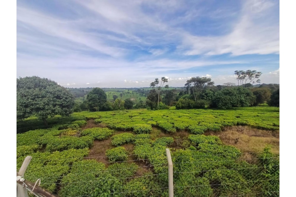 Farm vacant land sold in Tigoni, Kenya - 3KE1705335 Farm vacant land sold in Tigoni, Kenya - 3KE1705335