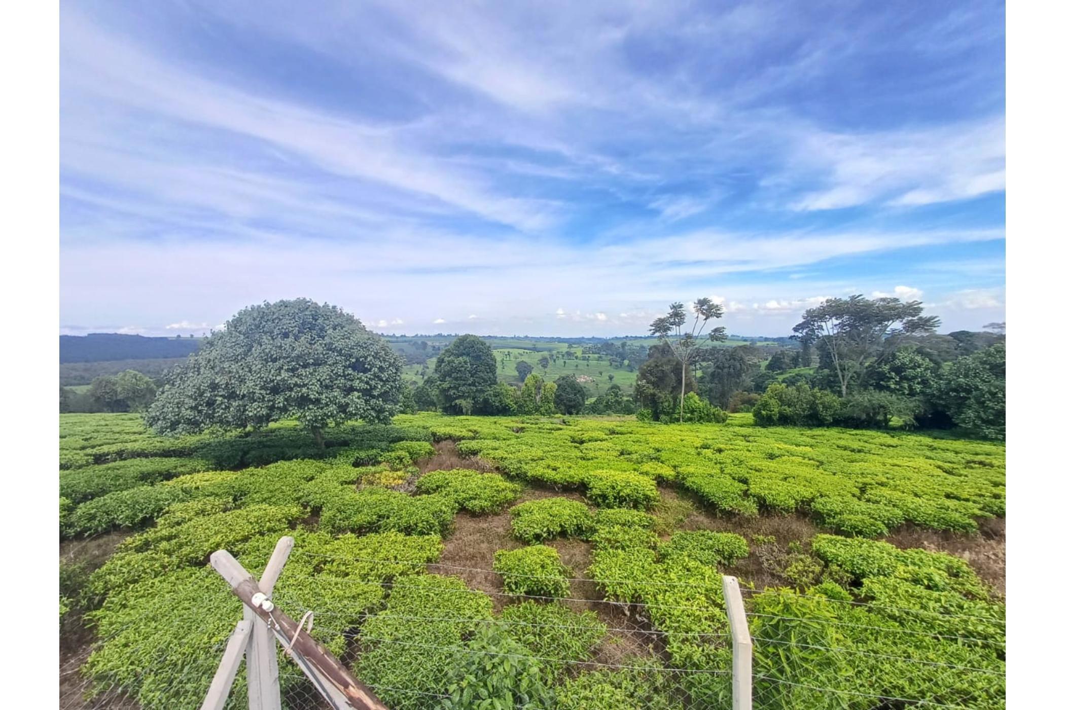 Farm vacant land sold in Tigoni, Kenya - 3KE1705335