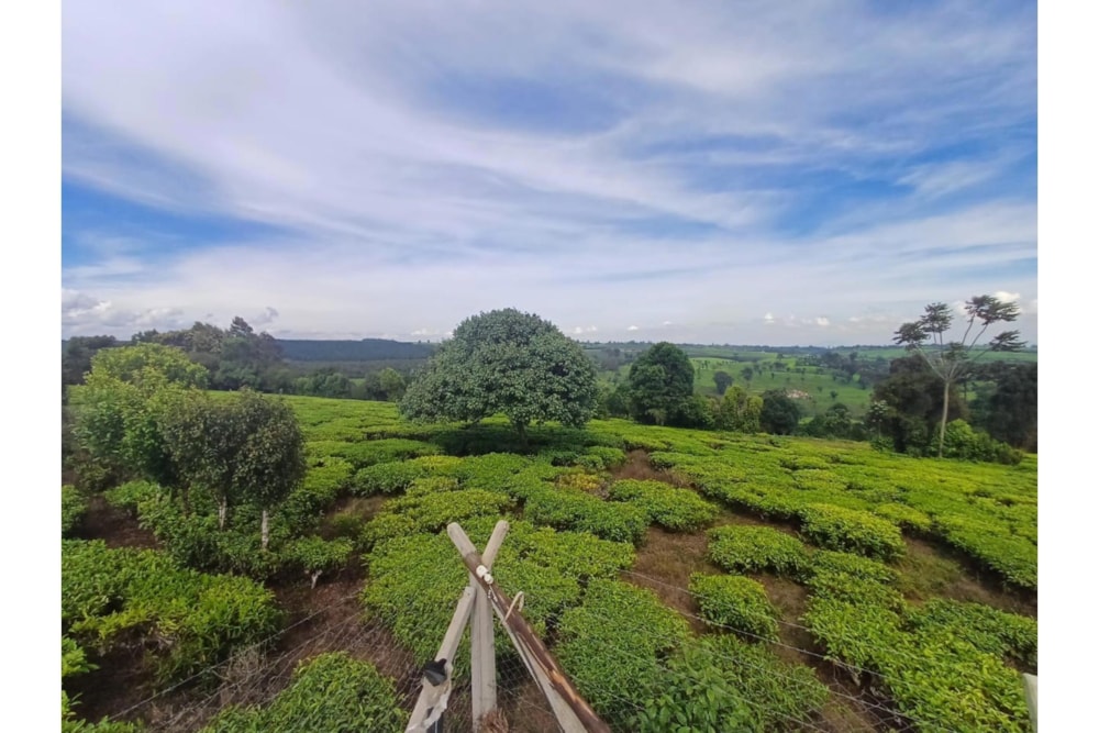 Farm vacant land sold in Tigoni, Kenya - 3KE1705335 Farm vacant land sold in Tigoni, Kenya - 3KE1705335