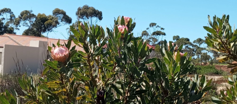 Residential vacant land for sale in Albertinia - 1SR1698110