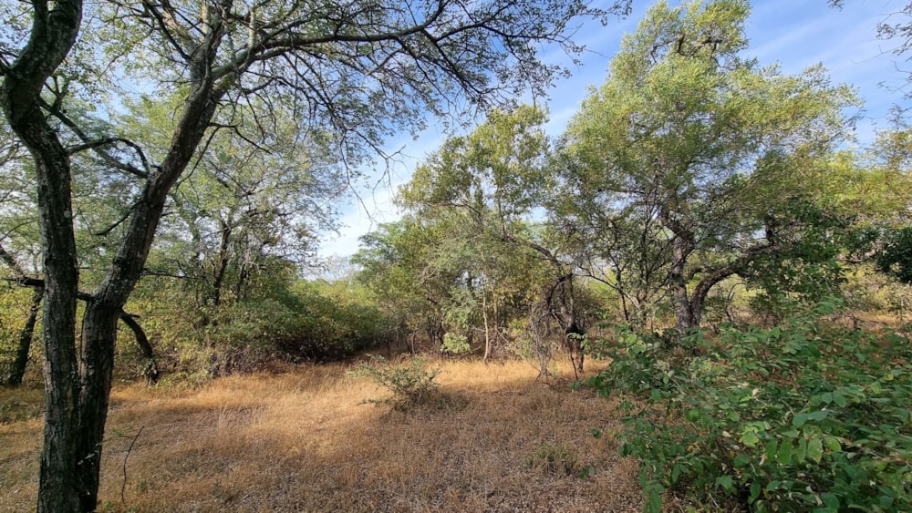 Vacant land for sale in Leopard Rock, Hoedspruit - 1HS1698976