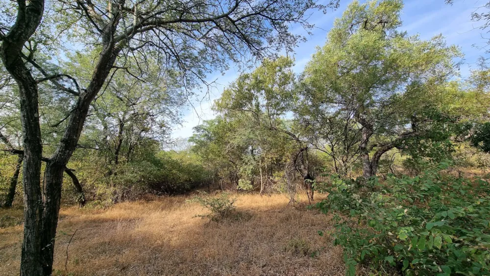 Vacant land sold in Leopard Rock, Hoedspruit - 1HS1698976 Vacant land sold in Leopard Rock, Hoedspruit - 1HS1698976