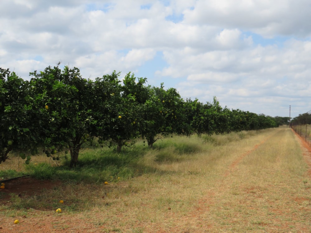 Crop farm for sale in Lephalale Rural - 1ER1698433 Crop farm for sale in Lephalale Rural - 1ER1698433