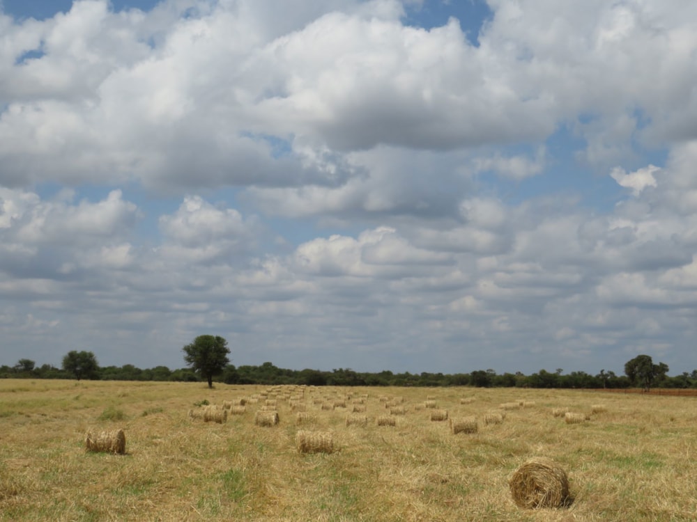 Crop farm for sale in Lephalale Rural - 1ER1698433 Crop farm for sale in Lephalale Rural - 1ER1698433