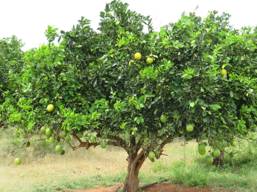 Crop farm for sale in Lephalale Rural - 1ER1698433 Crop farm for sale in Lephalale Rural - 1ER1698433