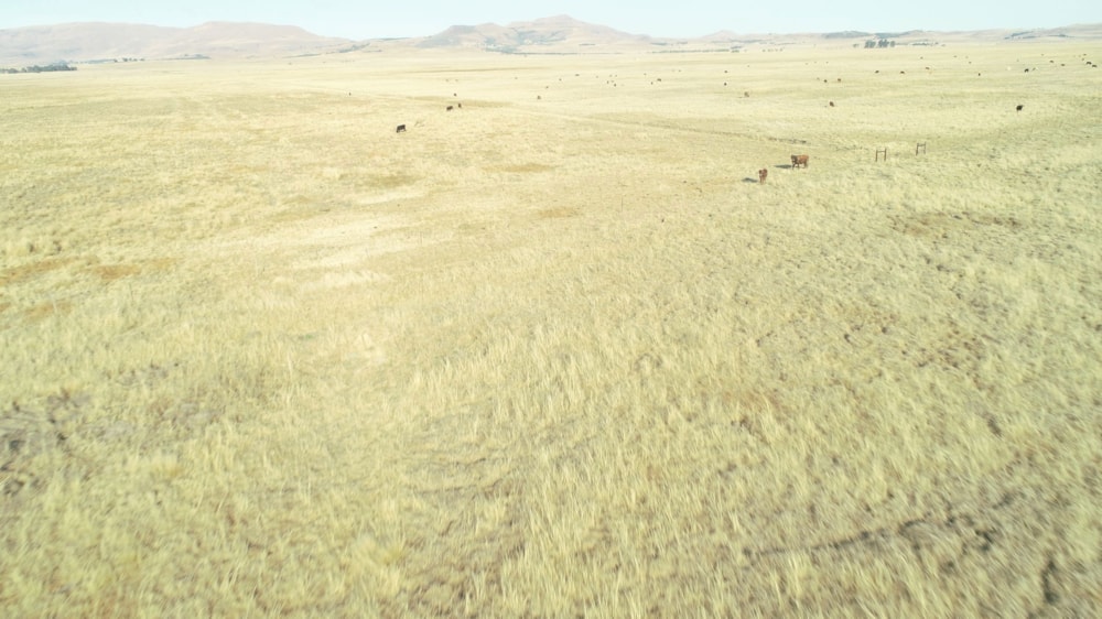 Breeding farm for sale in Cedarville, Eastern Cape - 1UB1698698 Breeding farm for sale in Cedarville, Eastern Cape - 1UB1698698