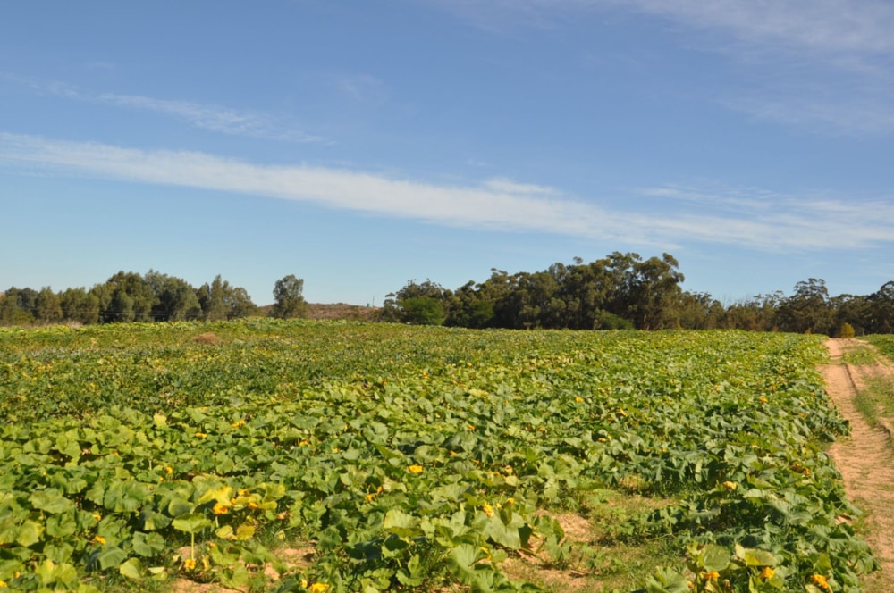 Mixed use farm for sale in Piketberg - LA1698806