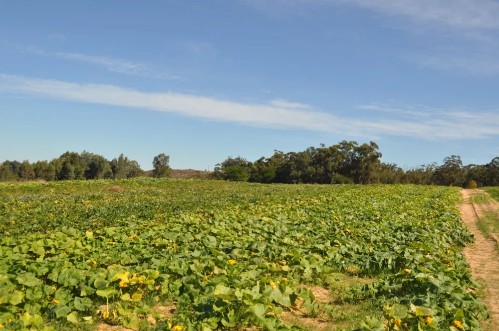 Mixed use farm sold in Piketberg - LA1698806 Mixed use farm sold in Piketberg - LA1698806
