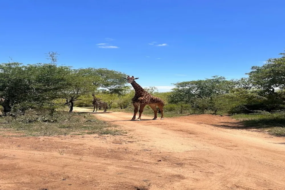 Residential vacant land for sale in Sabie Park - 1WR1699119