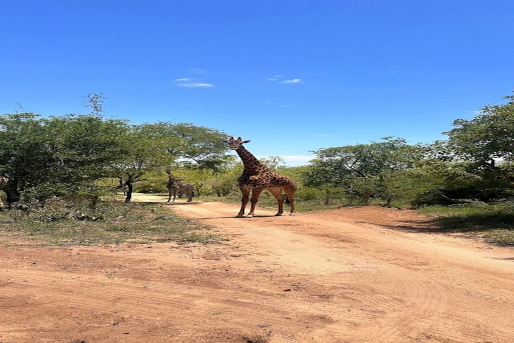 Residential vacant land for sale in Sabie Park - 1WR1699119 Residential vacant land for sale in Sabie Park - 1WR1699119